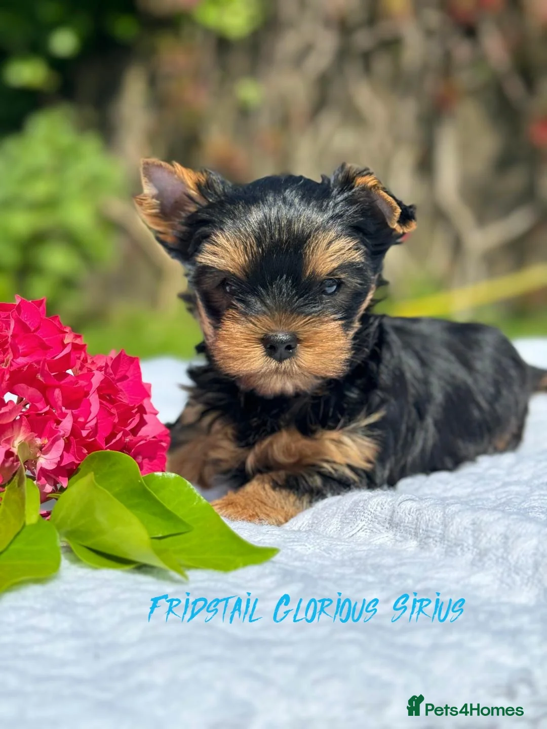 Yorkshire Terrier dogs for stud: Super small Yorkie with short muzzle DNA tested in Sheffield - Advert 24