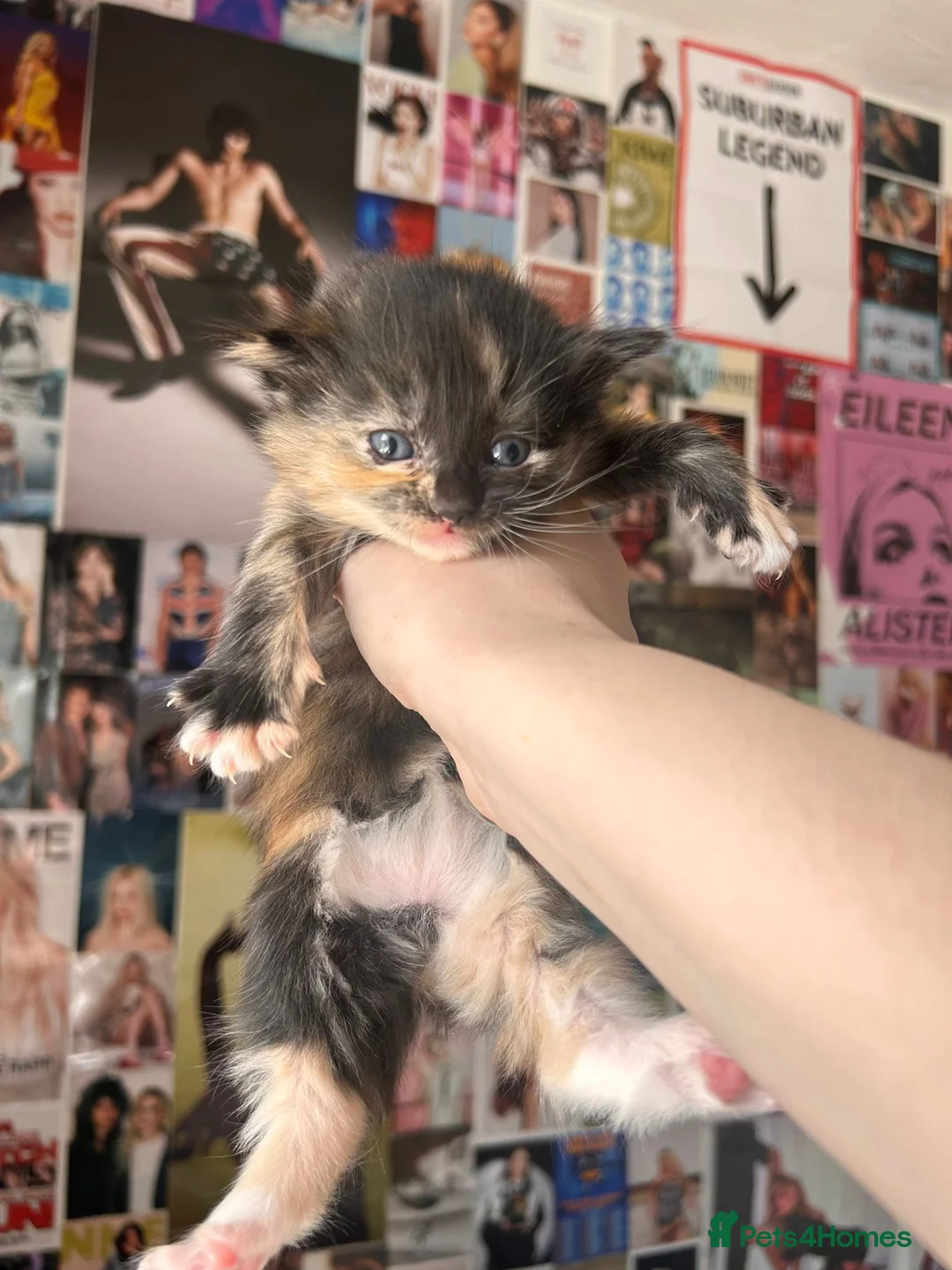 Mixed Breed cats for sale: kittens in Broxbourne - Advert 2