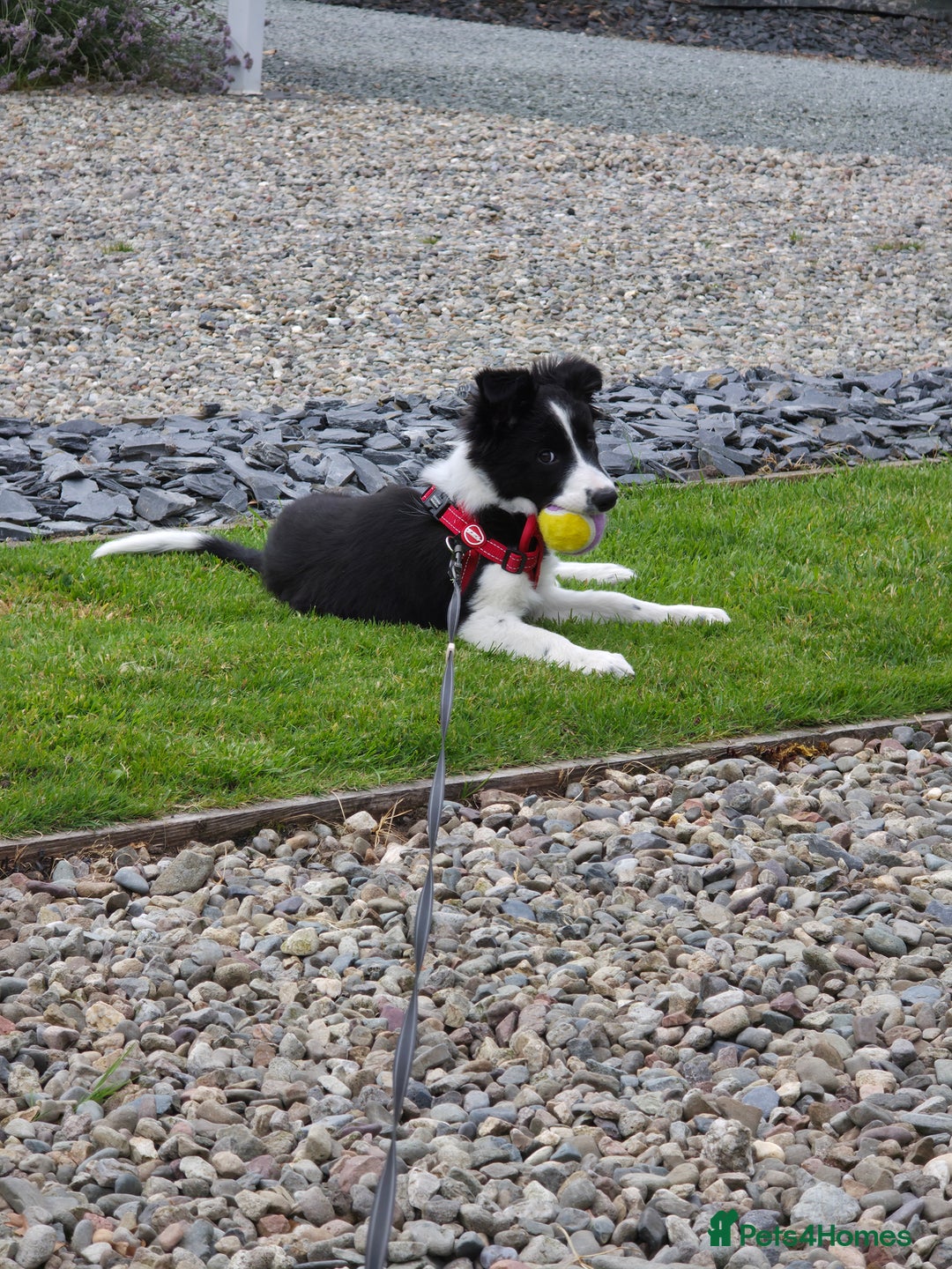 Border Collie dogs for sale: Beautiful Loving Female Border Collie - Image 2