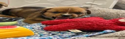 Mixed Breed dogs for sale: Boxer x Rottweiler. (Boxweiler) in Worcester - Advert 5