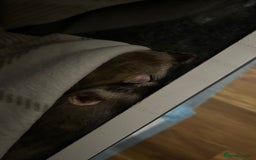 Ferret rodents for sale: 2 female ferrets for sale  - Advert 2