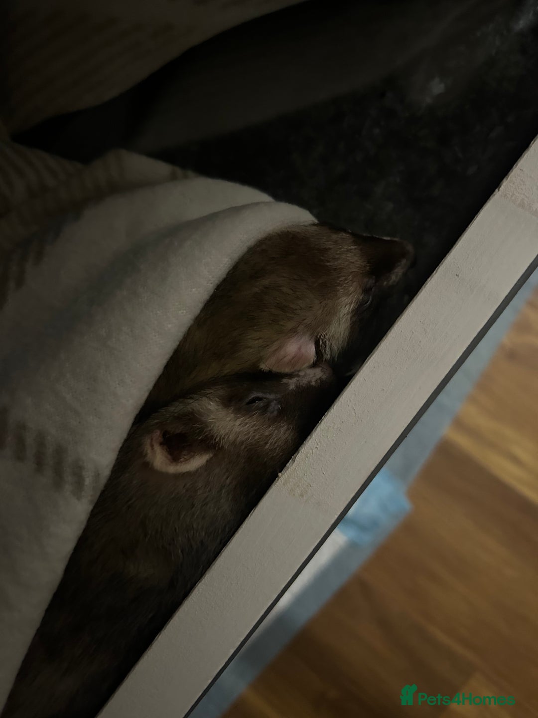 Ferret rodents for sale: 2 female ferrets for sale  - Advert 2