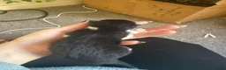 Mixed Breed cats for sale: Two kittens for sale  - Advert 2