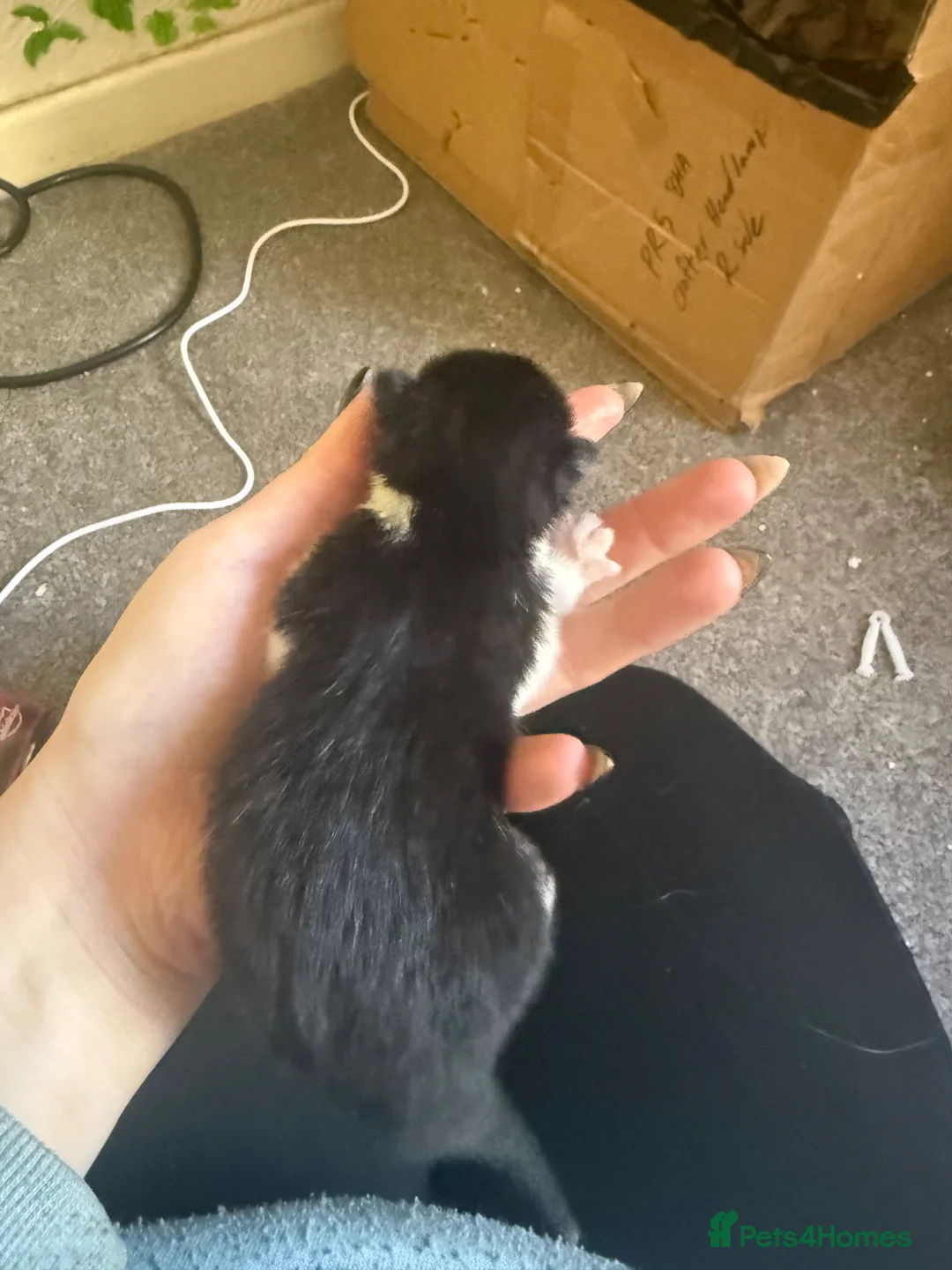 Mixed Breed cats for sale: Two kittens for sale  - Advert 2