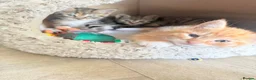 Mixed Breed cats for sale: Beautiful kittens looking for their forever home in Derby - Advert 7