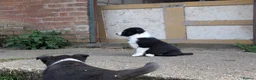 Border Collie dogs for sale: Border Collie Puppies for sale - Advert 12