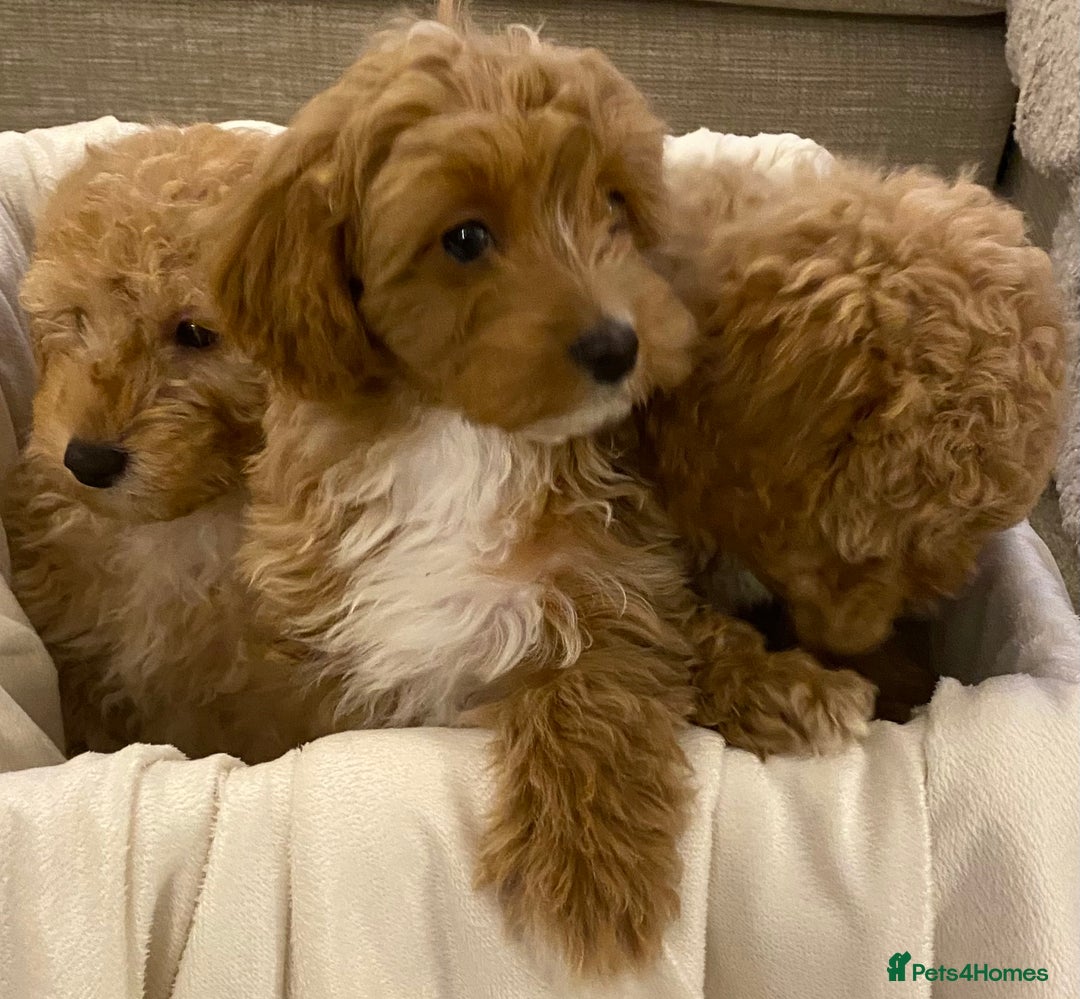 Cavapoo dogs for sale: RED & WHITE CAVAPOO PUPPIES TOP QUALITY BREEDER - Advert 33