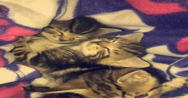 Mixed Breed cats - Advert 16