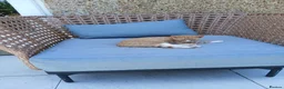 Mixed Breed cats for sale: Kittens - Advert 3