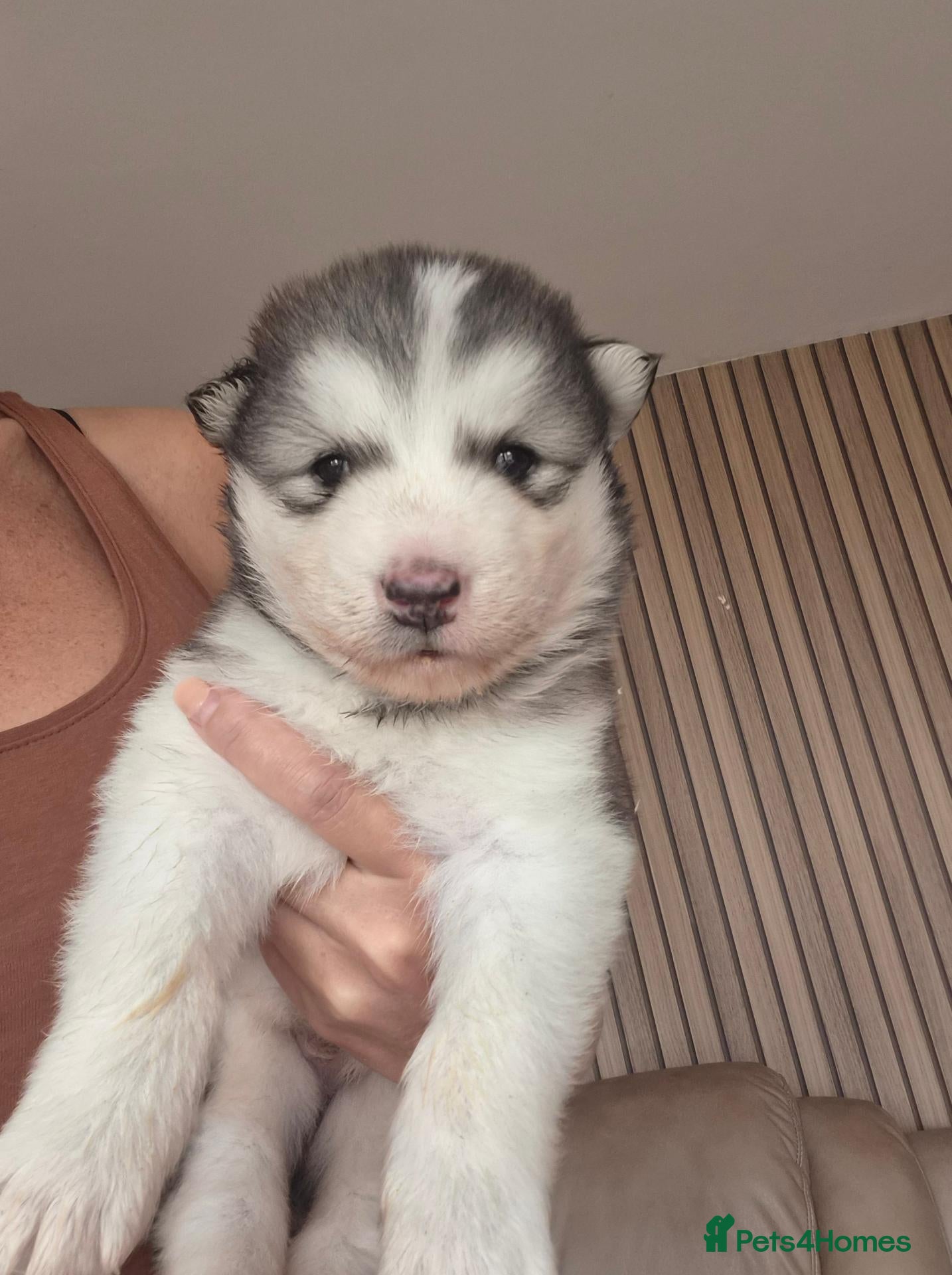 Alaskan Malamute dogs for sale: Pedigree Alaskan Malamutes Puppies - Advert 3