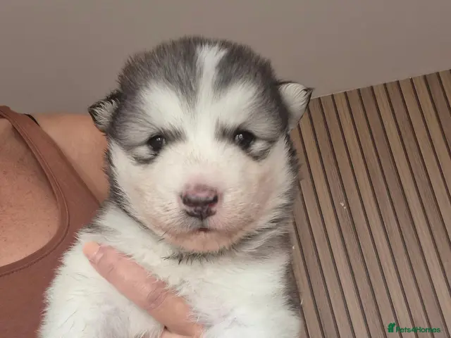 Alaskan Malamute dogs for sale: Pedigree Alaskan Malamutes Puppies - Advert 6