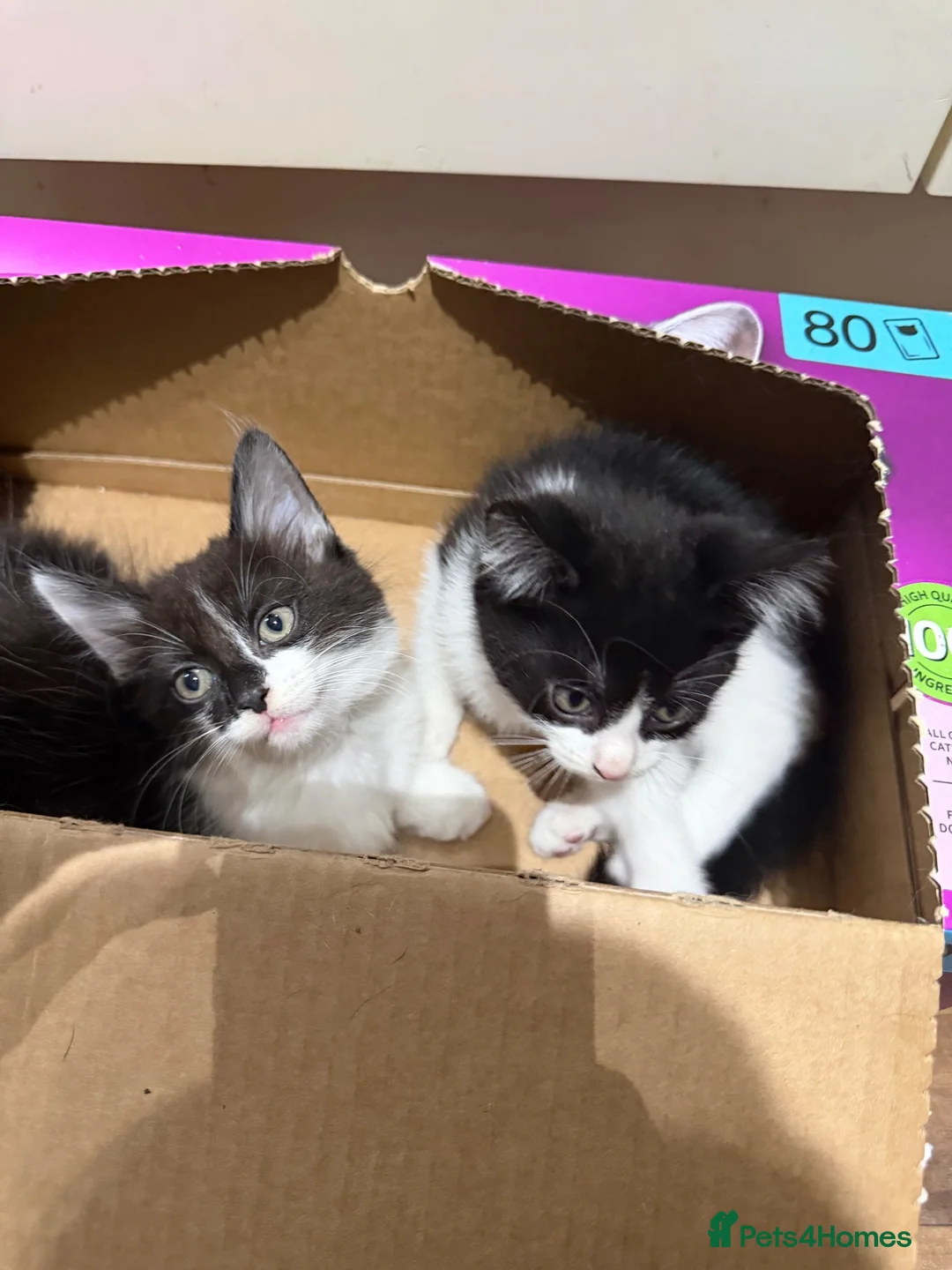 Domestic Shorthair cats for sale: Fluffy cats  in Doncaster - Advert 2