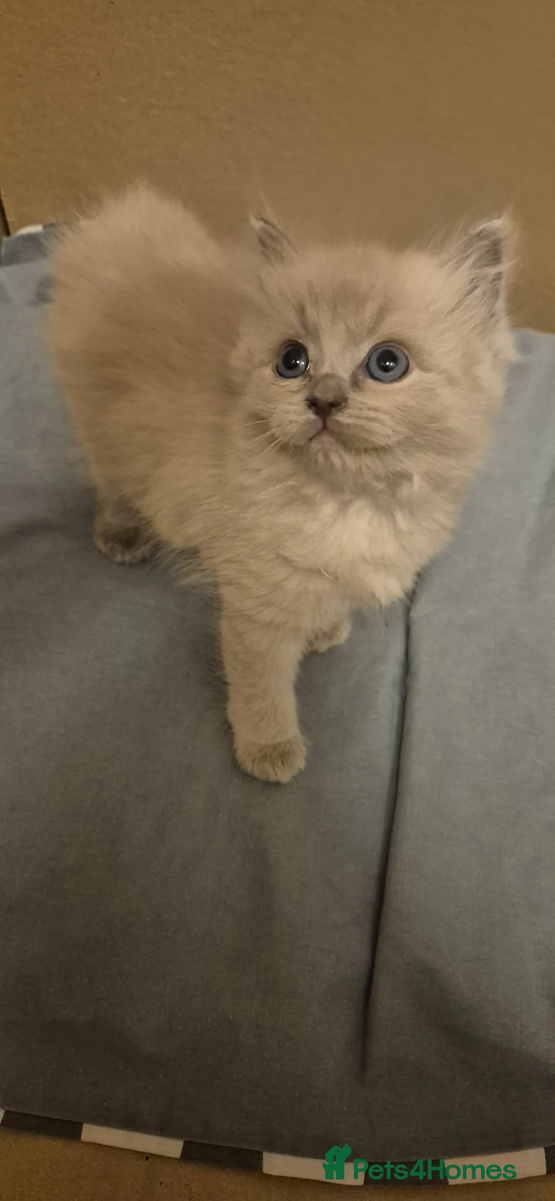 Ragdoll cats for sale: Blue Sepia, Seal Sepia and Seal Point Ragdolls - Advert 22
