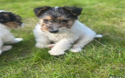 Fox Terrier dogs for sale: Fox Terrier puppies for sale - 07704995261 - Image 1