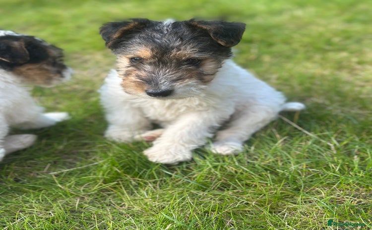 Fox Terrier dogs - Advert 1