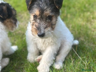 Fox Terrier dogs - Advert 1