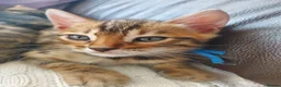 Bengal cats for sale: Pedigree Brown Rosetted Bengal Kittens - Advert 10