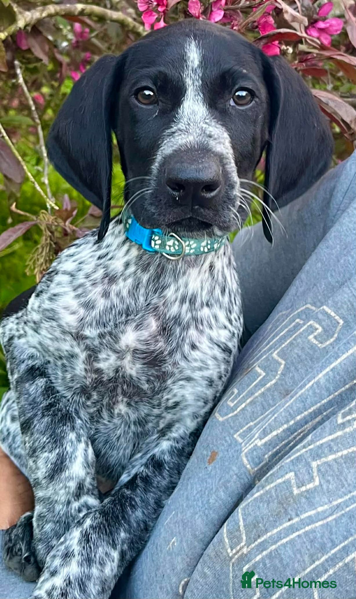 German Shorthaired Pointer dogs ‼️Only one beautiful boy available‼️ - Advert 7
