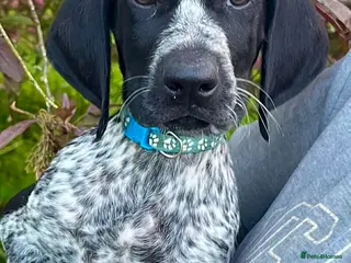 German Shorthaired Pointer dogs ‼️Only one beautiful boy available‼️ - Advert 7