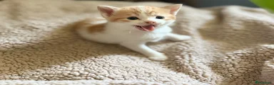 Mixed Breed Kitten 1