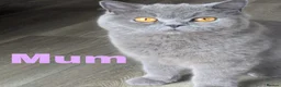 British Shorthair cats for sale: BSH cross kittens in Norwich - Advert 1