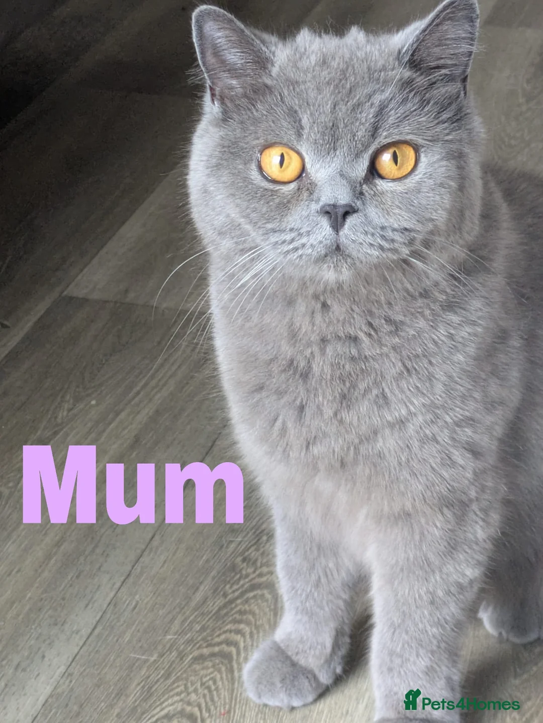 British Shorthair cats for sale: BSH cross kittens in Norwich - Advert 1