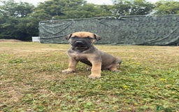 Belgian Shepherd Dog dogs for sale: Stunning Dutch Herder x Alano Español Pups  - Image 8