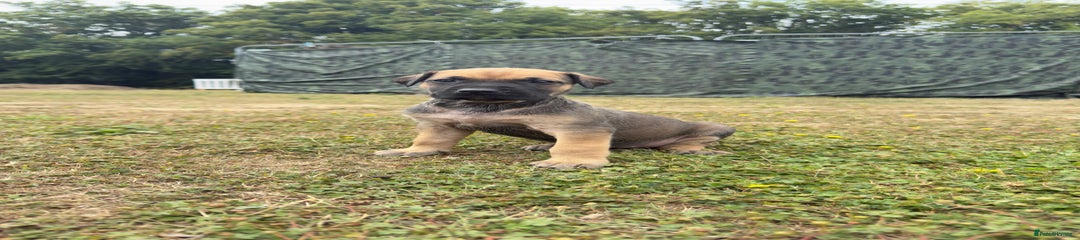 Belgian Shepherd Dog Puppy 2
