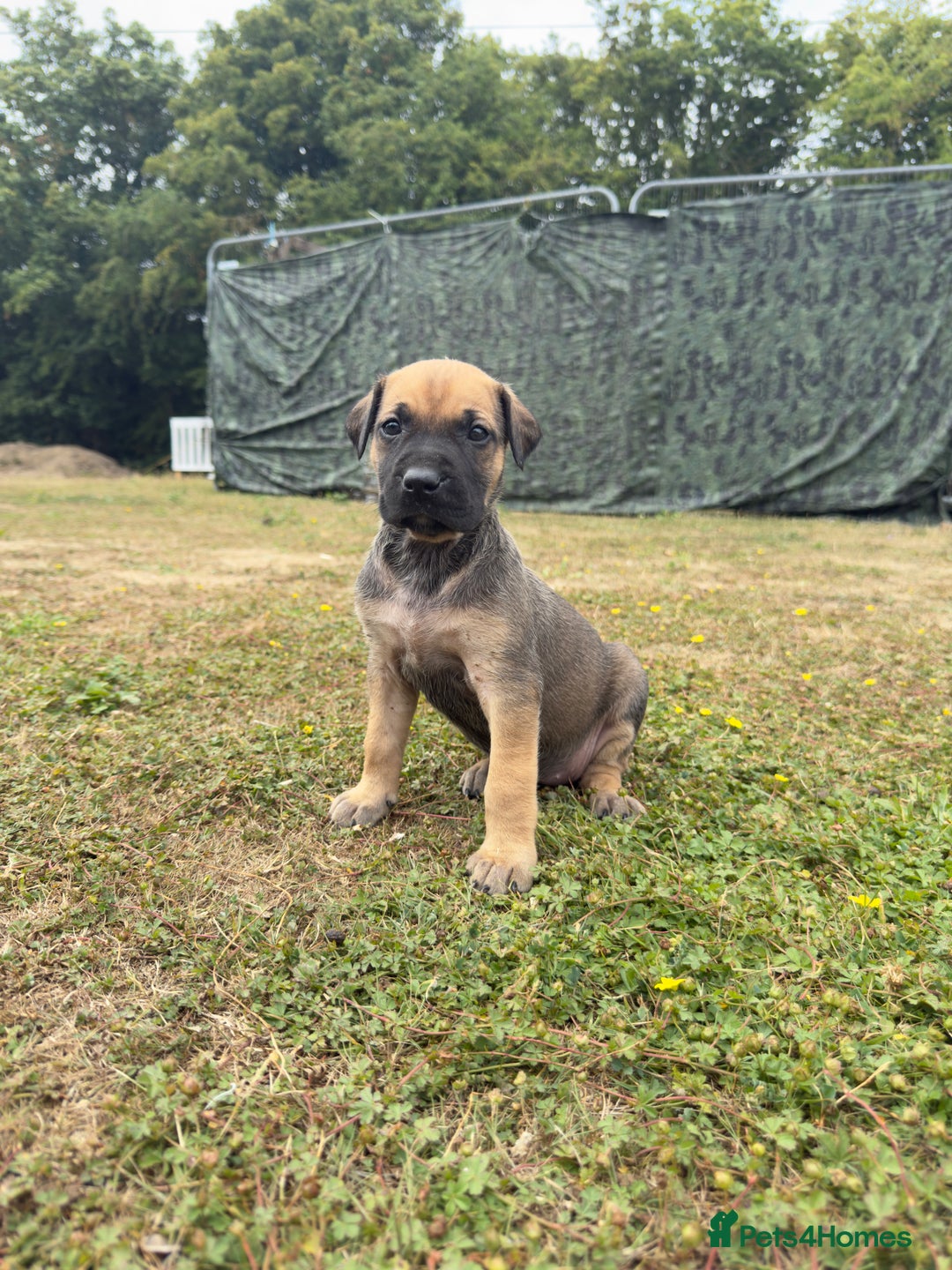 Belgian Shepherd Dog dogs for sale: Stunning Dutch Herder x Alano Español Pups  - Image 8
