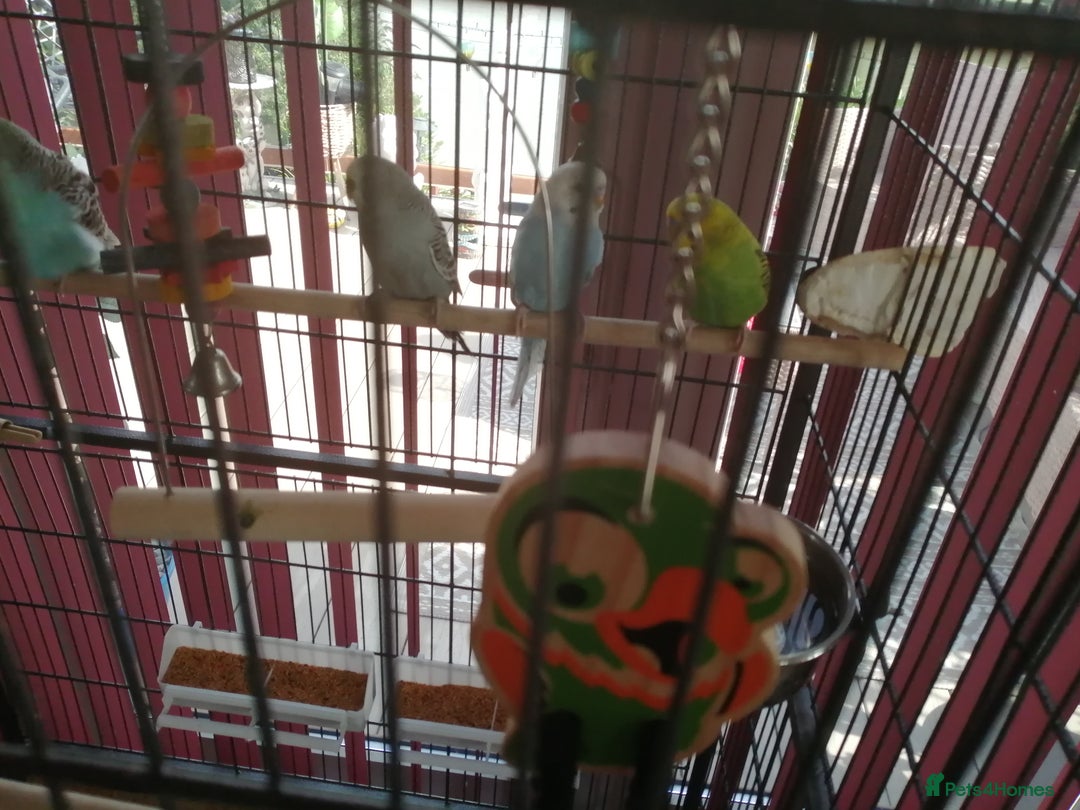 Budgerigars birds for sale: budgies for sale - Advert 7