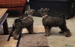 Miniature Schnauzer dogs for sale: Vaccinated and health Checked Mini Schnauzer Pups - Image 10