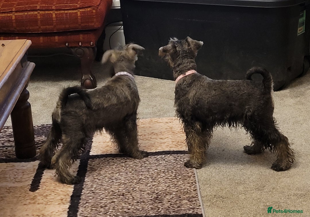Miniature Schnauzer dogs for sale: Vaccinated and health Checked Mini Schnauzer Pups - Image 10