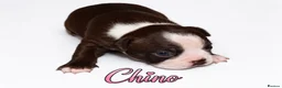 Boston Terrier dogs for sale: KC registered Boston Terrier Puppies  in Swanage - Advert 6