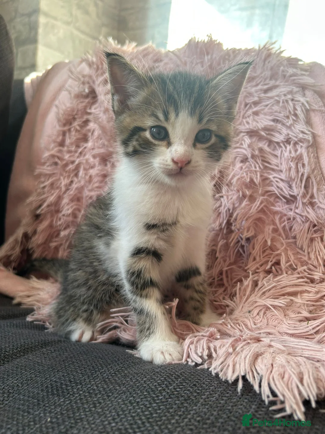 Mixed Breed cats for sale: Mixed Breed Kittens with Maine Coon Ancestry in Rochester - Advert 1