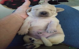 Labrador Retriever dogs for sale:  Labrador pups - Image 17