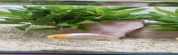 Fancy Goldfish fish for sale: Fancy Goldfish - Advert 3