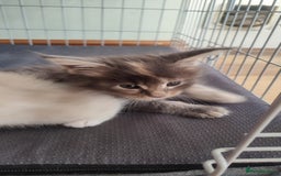 Maine Coon cats for sale: Fully health tested and Tica registered  in Great Missenden - Image 33