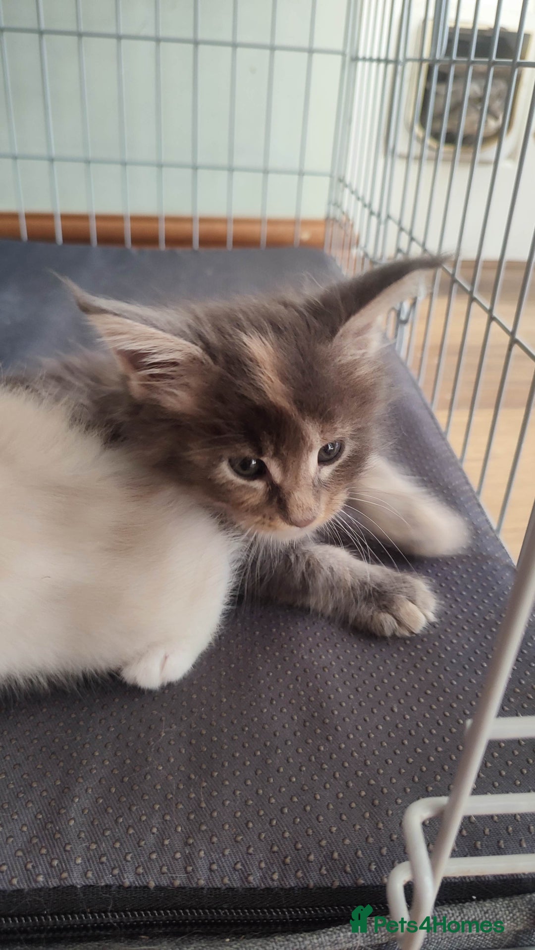 Maine Coon cats for sale: Fully health tested and Tica registered  in Great Missenden - Image 33