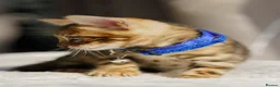 Bengal cats for sale: ONLY 4 LEFT - HEALTH/DNA TESTED BENGALS - Advert 28