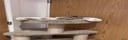 British Shorthair cats for sale: Brown British Shorthair (13 WEEKS) W/ Accessories - Advert 8