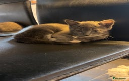 British Shorthair cats for sale: British short hair kittens - Image 3