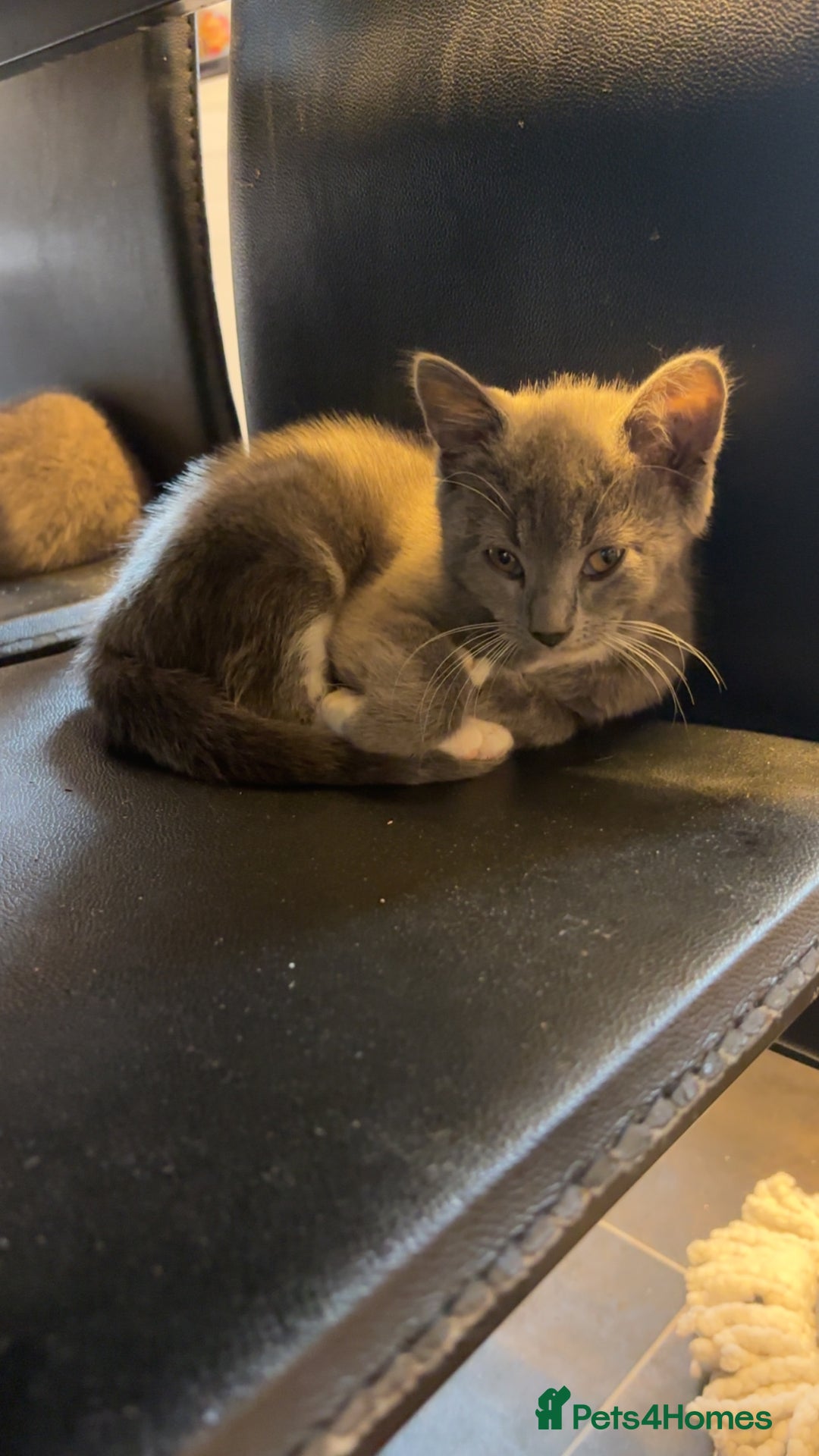 British Shorthair cats for sale: British short hair kittens - Image 3