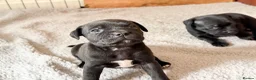Staffordshire Bull Terrier dogs for sale: Staffordshire bull terrier puppy’s  - Advert 9