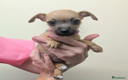 Jack Russell dogs for sale: Jack Russell  - Image 1