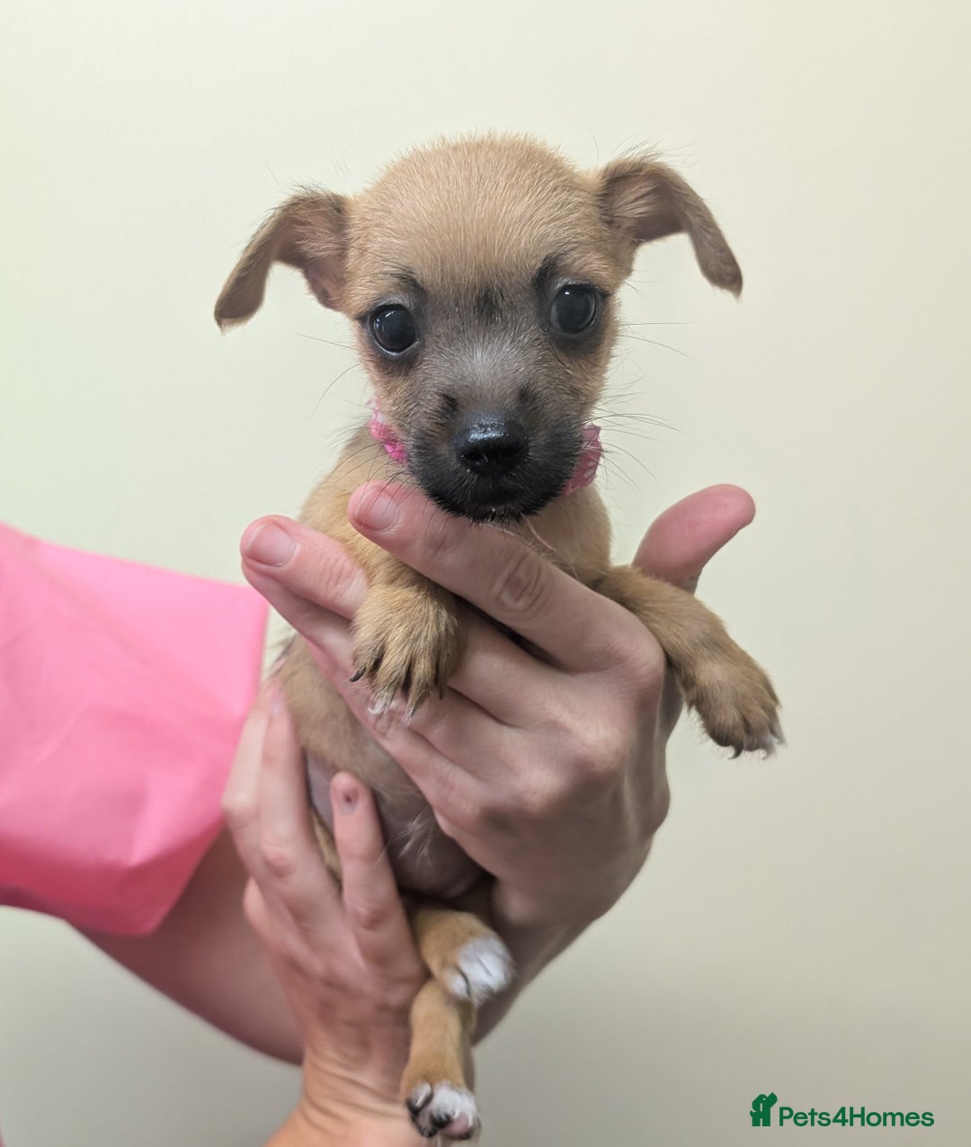 Jack Russell dogs for sale: Jack Russell  - Image 1