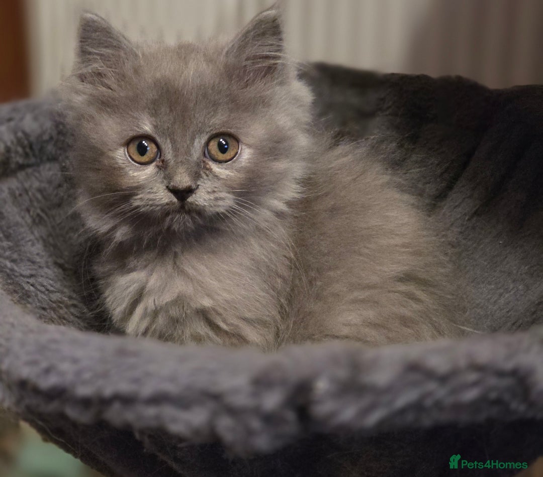 Persian cats for sale: Persian  - Image 21
