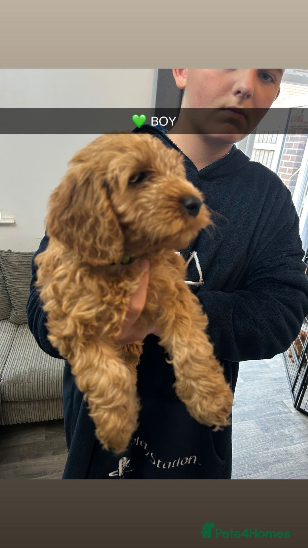 Cockapoo dogs for sale: F2 COCKERPOOS  - Image 1
