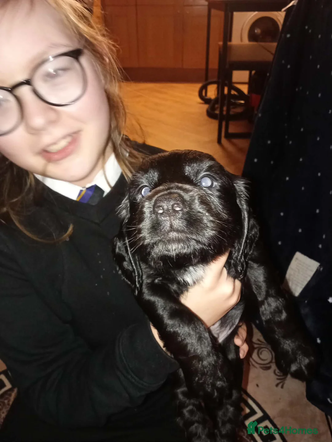 Cocker Spaniel dogs for sale: 7 beautiful cocker spaniel puppies  - Advert 1