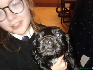 Cocker Spaniel dogs 7 beautiful cocker spaniel puppies - Advert 1