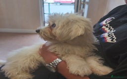 Mixed Breed dogs for sale: For sale  - Image 10